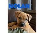 Nolan, American Staffordshire Terrier For Adoption In Mexia, Texas
