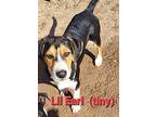 Lil Earl, American Staffordshire Terrier For Adoption In Mexia, Texas