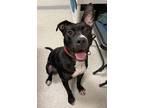 Chase, American Pit Bull Terrier For Adoption In Vienna, Ohio