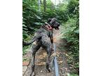 Hector *foster Needed Too!, Staffordshire Bull Terrier For Adoption In Decatur