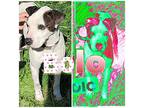 Bolo, Retriever (unknown Type) For Adoption In Harper, Texas