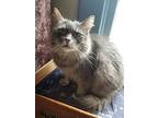 Charlotte, Domestic Longhair For Adoption In Roseburg, Oregon