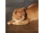 Elwood, Domestic Shorthair For Adoption In Santa Fe, New Mexico