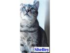 Shelley, Domestic Shorthair For Adoption In Roseburg, Oregon
