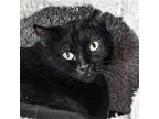Wacko (el Medio 3), Domestic Shorthair For Adoption In Santa Fe, New Mexico