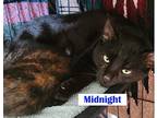Feral - Midnight, Domestic Shorthair For Adoption In Roseburg, Oregon