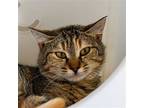 Chickenfish (and Nemo), Domestic Shorthair For Adoption In Santa Fe, New Mexico