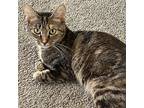 Rosabel, Domestic Shorthair For Adoption In Santa Fe, New Mexico