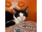 Paddy, Domestic Shorthair For Adoption In Santa Fe, New Mexico