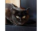 Taylor, Domestic Shorthair For Adoption In Santa Fe, New Mexico