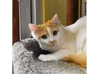 Radio Gaga (and Rhapsody), Turkish Angora For Adoption In Santa Fe, New Mexico