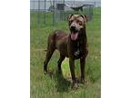 Trinity, Terrier (unknown Type, Medium) For Adoption In Abbeville, Louisiana