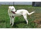 Dax, Terrier (unknown Type, Medium) For Adoption In Abbeville, Louisiana