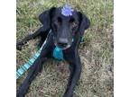 Adopt Rachelle a Labrador Retriever