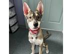 Adopt FERN a Shepherd, Husky