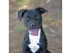 Adopt Keiko a Black Labrador Retriever