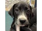 Adopt Elly a Black Labrador Retriever
