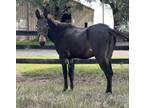 Adopt Nemo a Mule