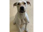 Adopt Libby a Labrador Retriever, Mixed Breed