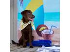 Adopt P VAULT a Labrador Retriever, Mixed Breed