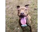 Adopt Linda a Pit Bull Terrier