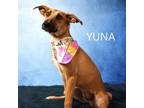 Adopt Yuna a Whippet