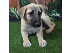 Adopt Leslie a Shepherd