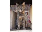 Adopt Fawn a Domestic Short Hair, Exotic Shorthair