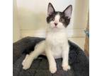 Adopt Butter a Domestic Medium Hair