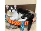 Adopt Bunco a Domestic Medium Hair