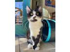 Adopt Domino a Domestic Medium Hair
