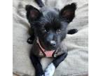 Adopt Awnie a Mixed Breed