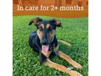 Adopt Tamiles a Doberman Pinscher
