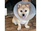 Adopt NARAE a Corgi, Pomeranian