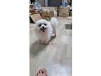 Adopt PORI a Pomeranian