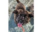 Adopt TANBAM a Corgi, Keeshond
