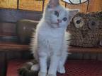TICA Lynx Bicolor Ragdoll Kitten Male