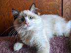 TICA Bicolor Ragdoll Kitten Female
