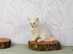 Tree Top Kittens II Cedar