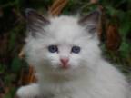 May Ragdoll Baby Rosa