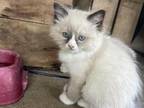 Male Ragdoll