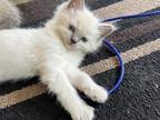 Male Ragdoll Gilbert