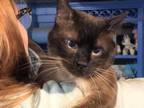 Proven Siamese Parents