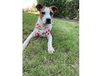 Adopt Poppy a White - with Brown or Chocolate Pit Bull Terrier / American