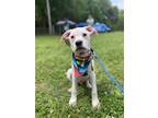 Adopt Marshall a White Pit Bull Terrier / Boxer / Mixed dog in Olive Branch