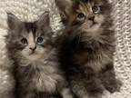 Mainecoon Kittens