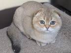 Scottish Fold Boy