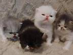 Persian Kittens