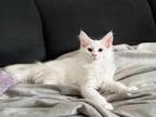 Purebred Maine Coons