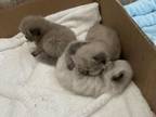 Ragdoll Litter